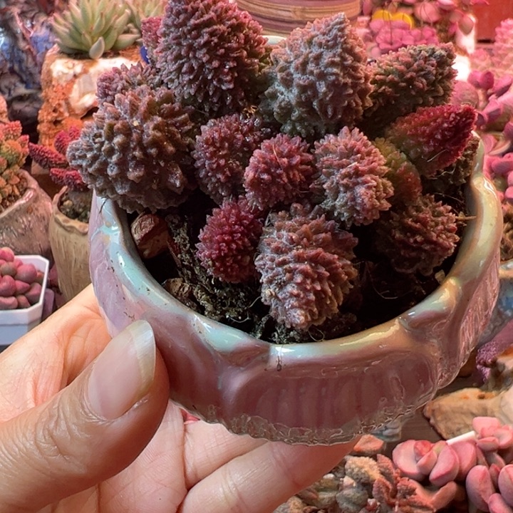 凤**歌可以说是我不知道怎么