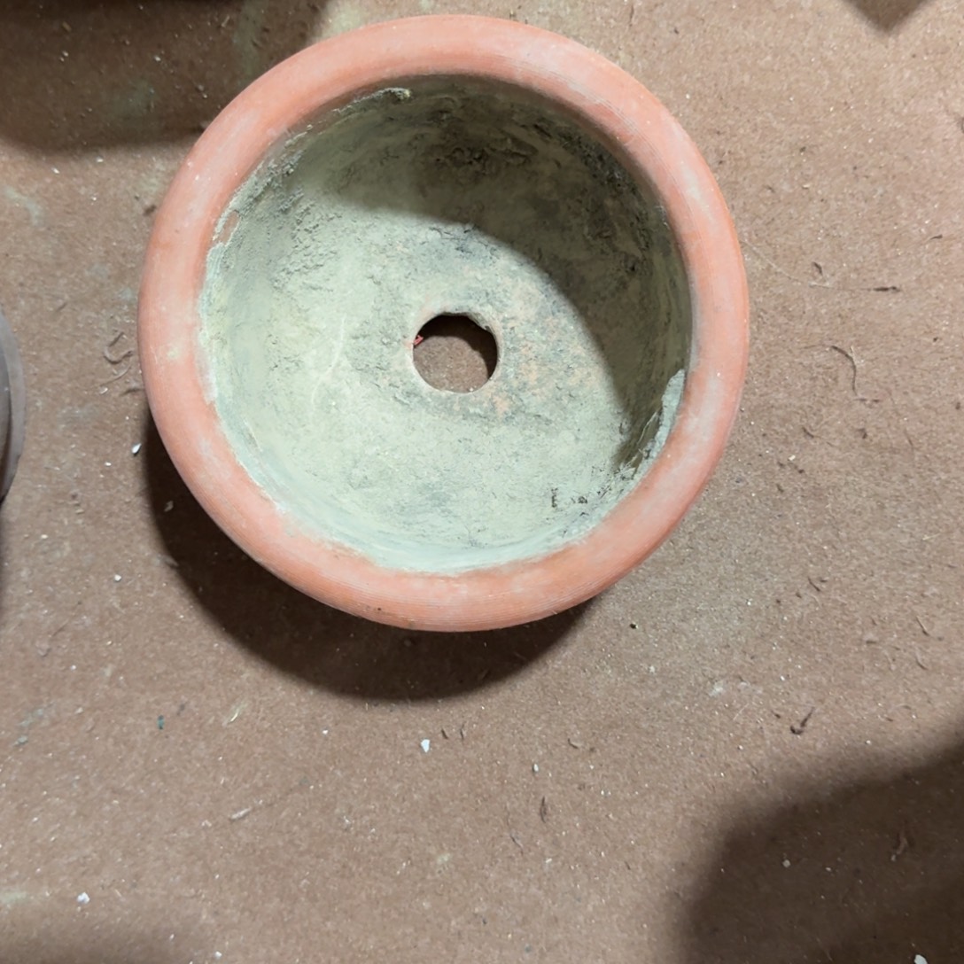 M***Z杂色豆（科檀/科特迪瓦檀木）