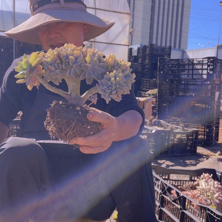 179淡雪缀化一物一拍