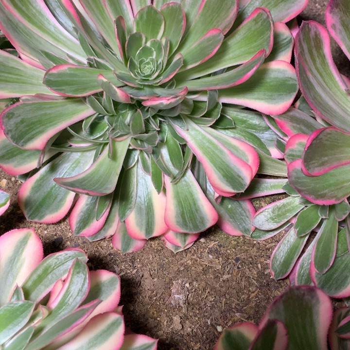 607多肉植物一物一拍