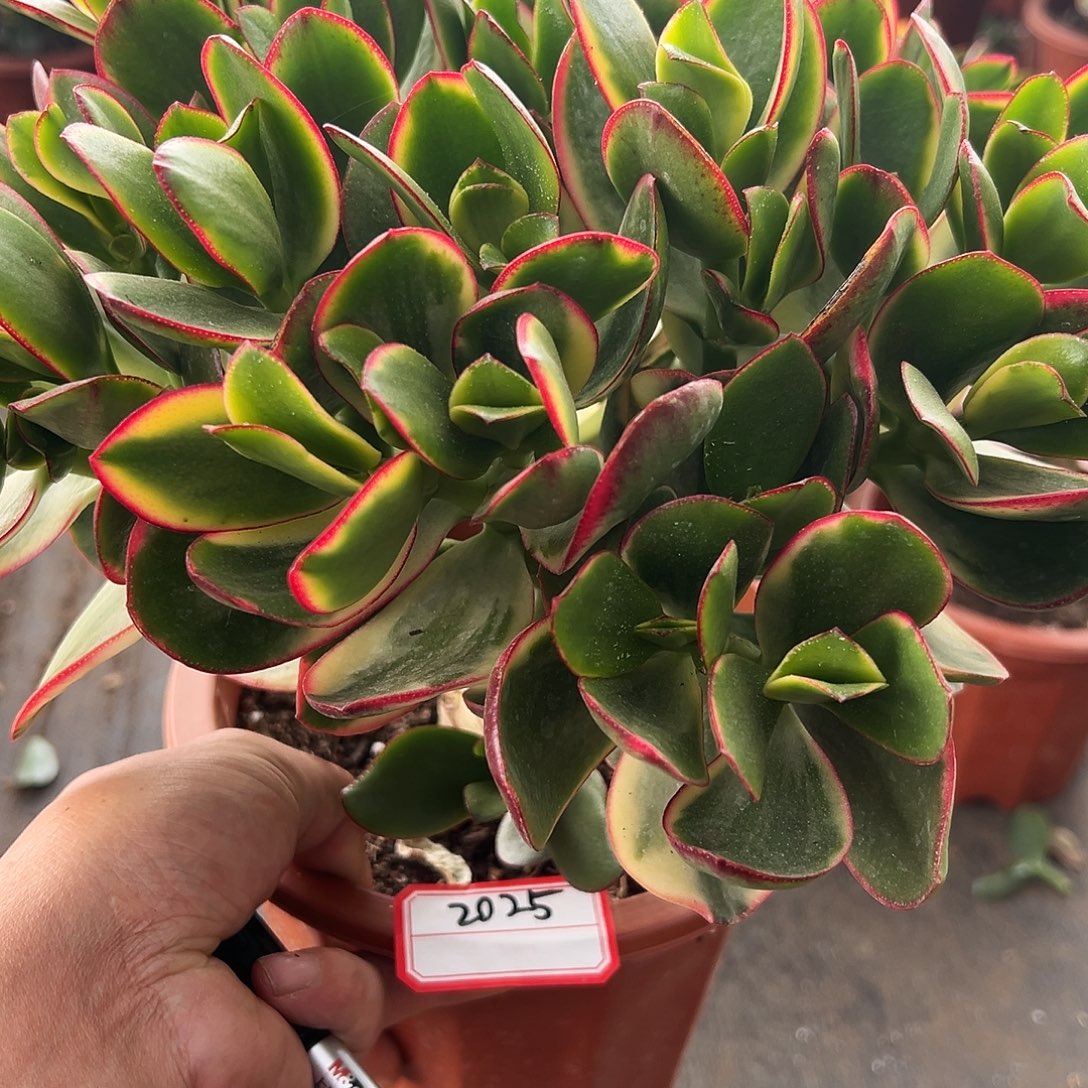 洋***丫稀有新花月锦带土球发货2025