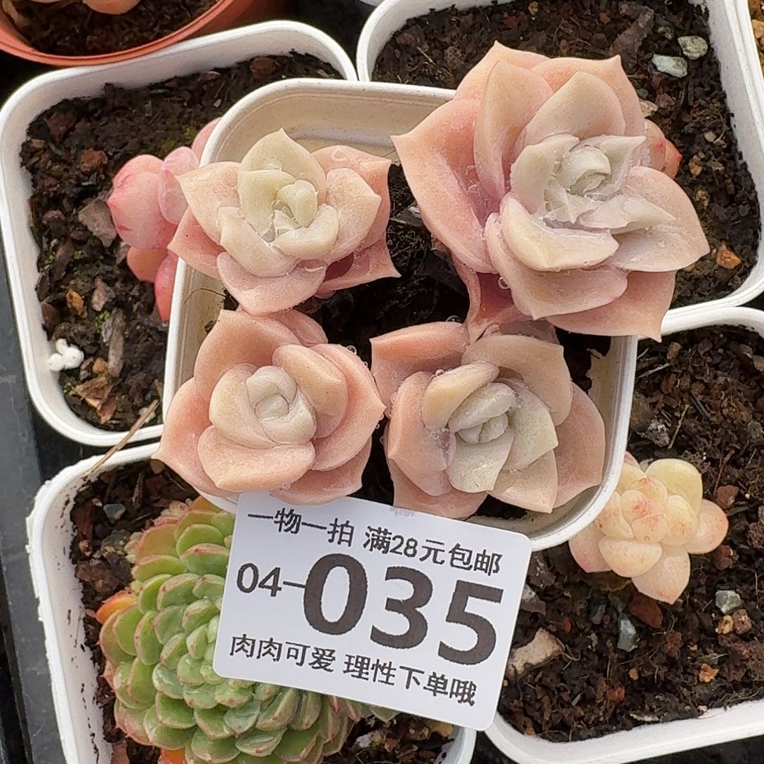 可爱玫瑰不包整无盆土发货