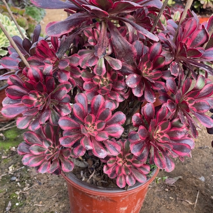 无花朵82多肉植物香奶奶