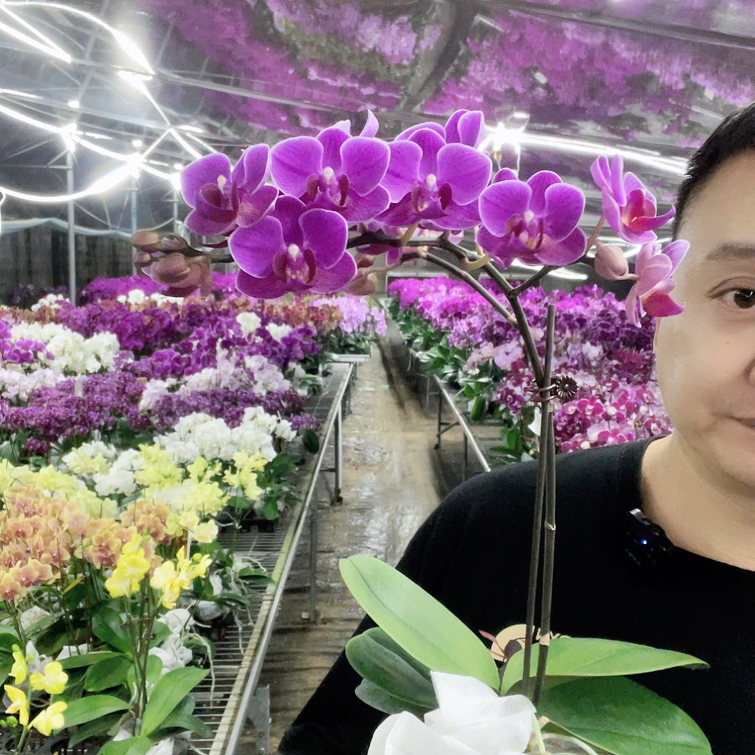 大部分开放少量花苞梅里达你