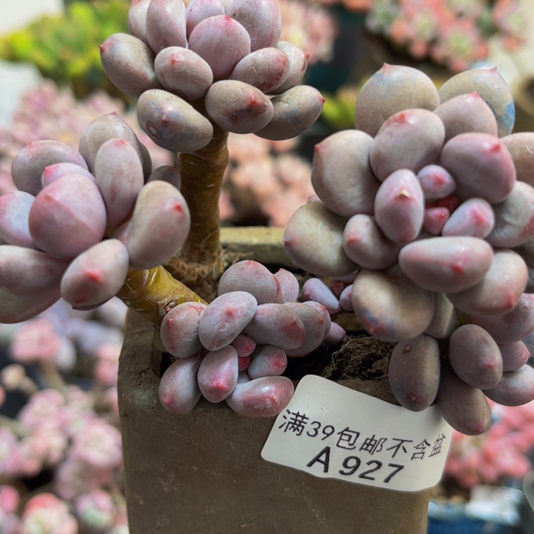 927/8cm仙子奶多肉