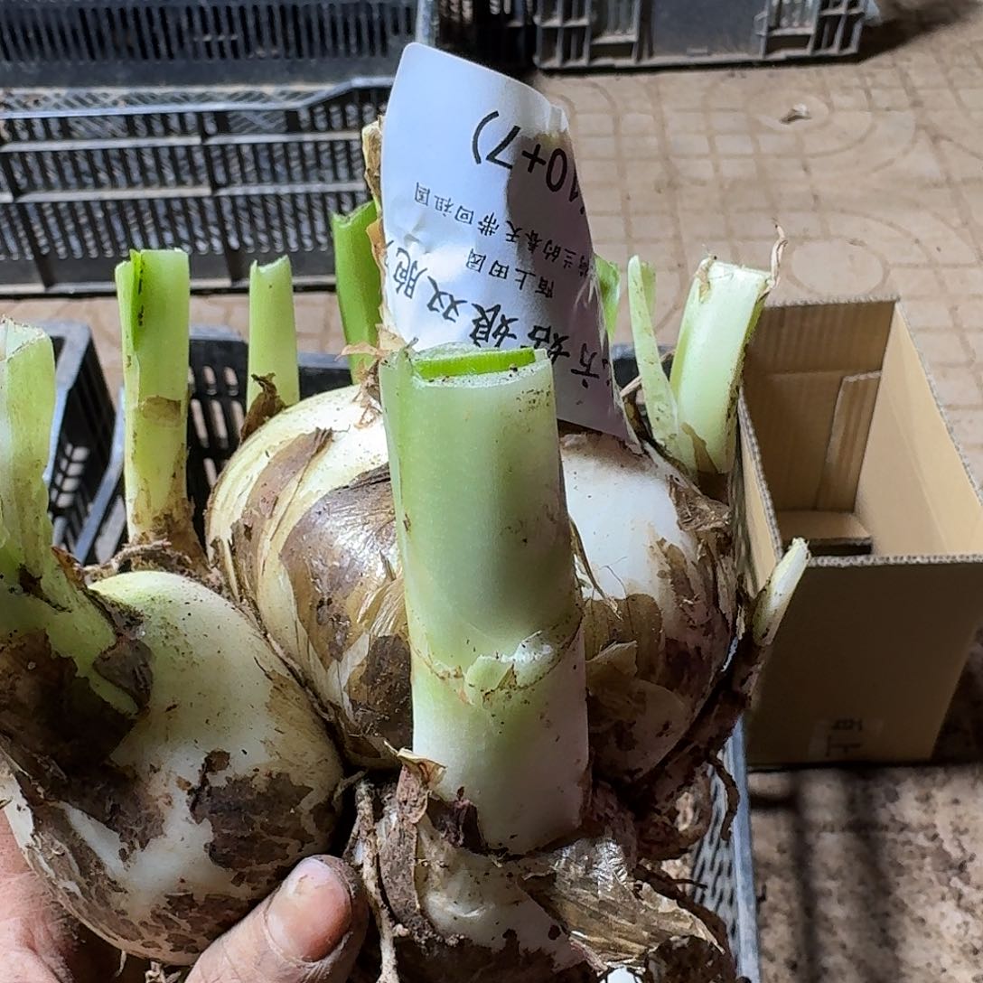 北方姑娘双胞胎10+7kai hua qiu