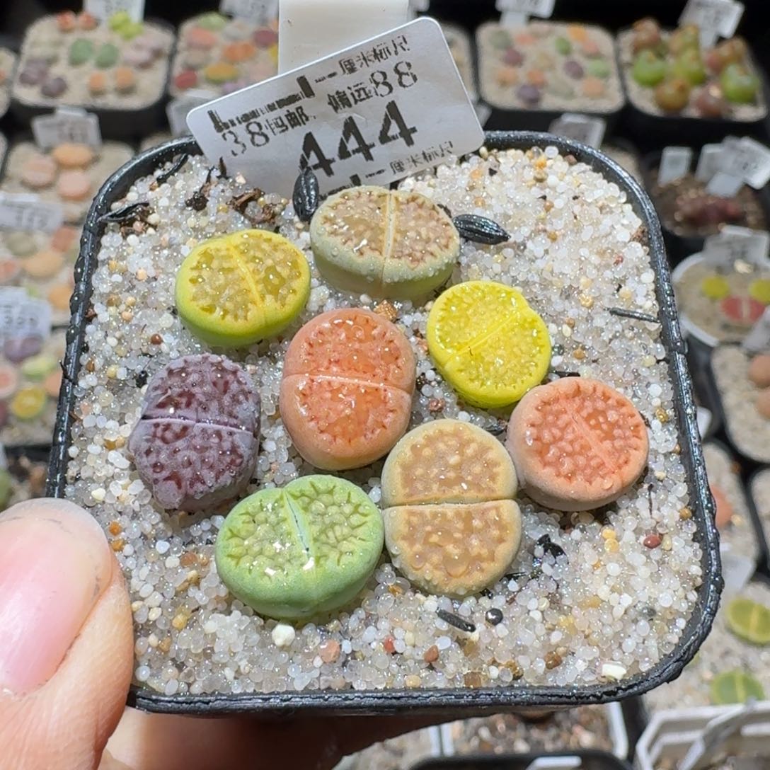 Sss清仓便宜出444