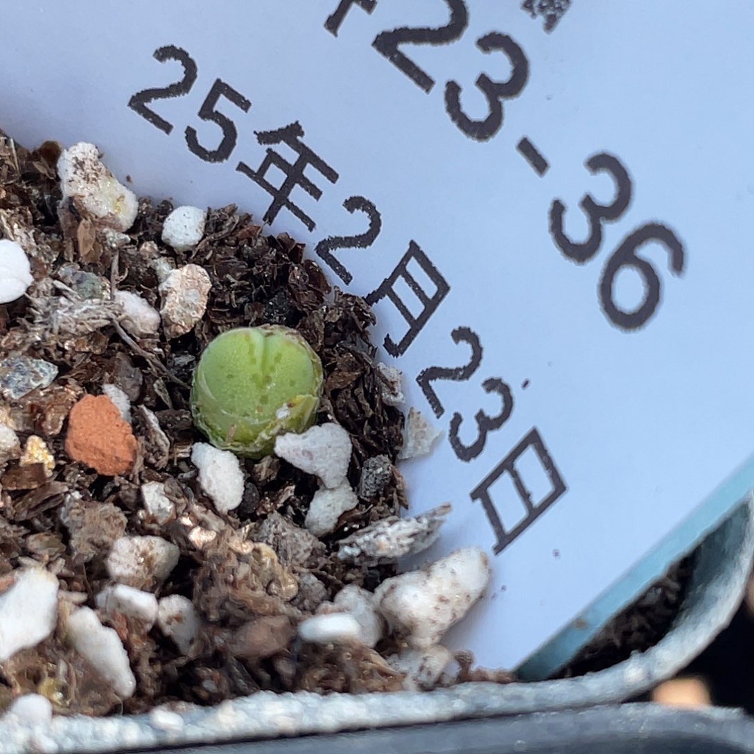 23-36猪蹄多肉植物