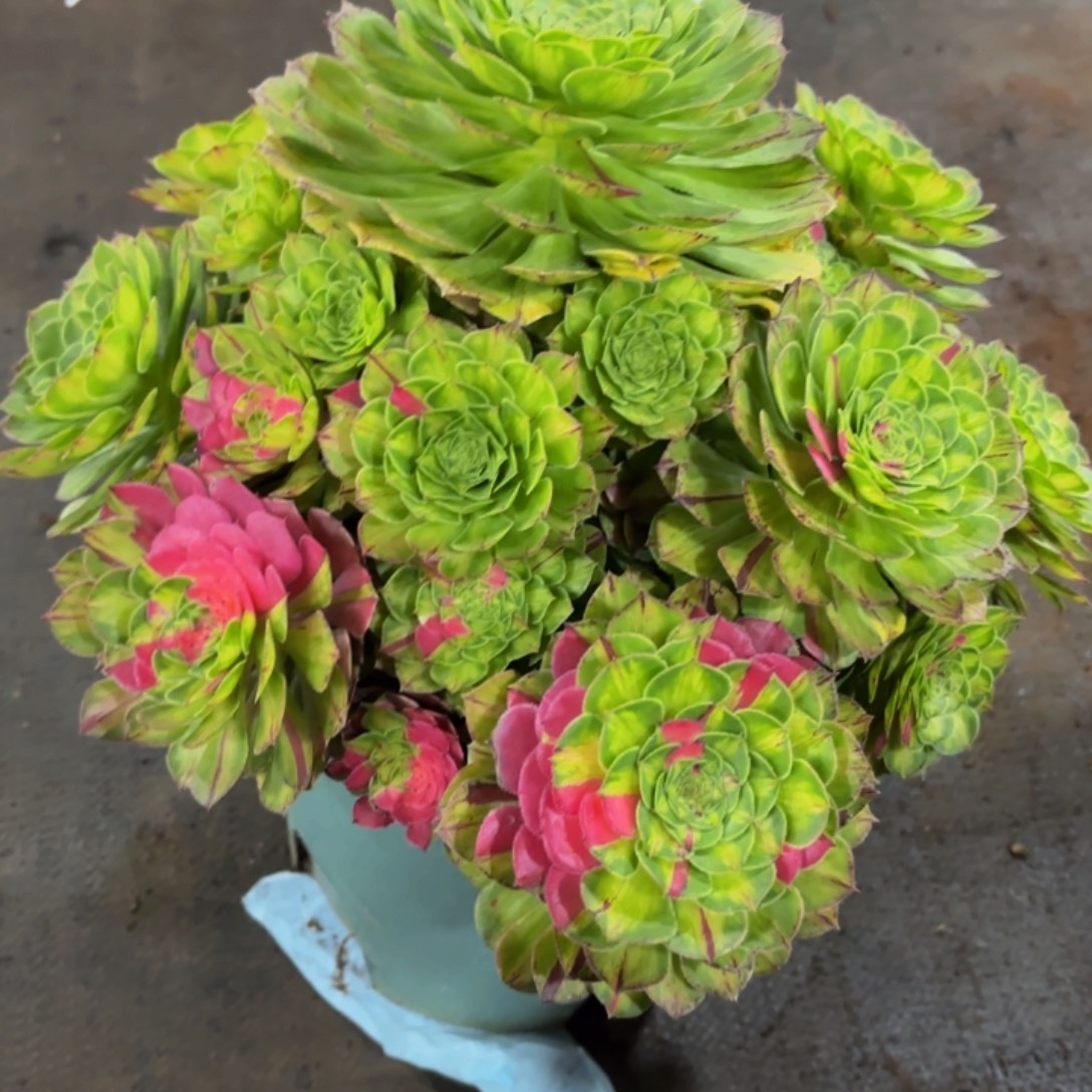 哈哈多肉葡萄福利来441