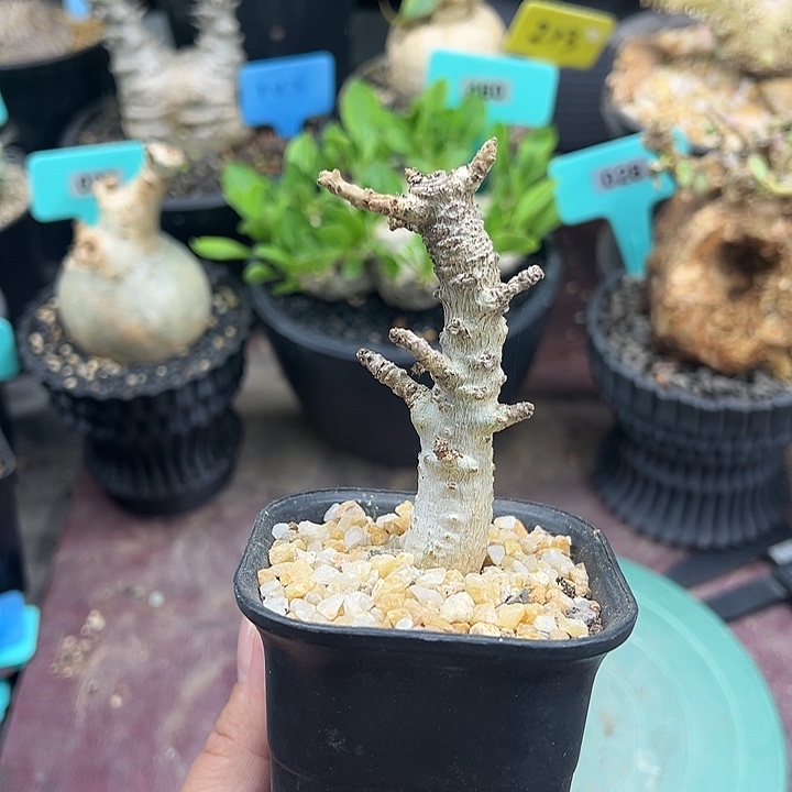 产地娜娜乳香多肉植物