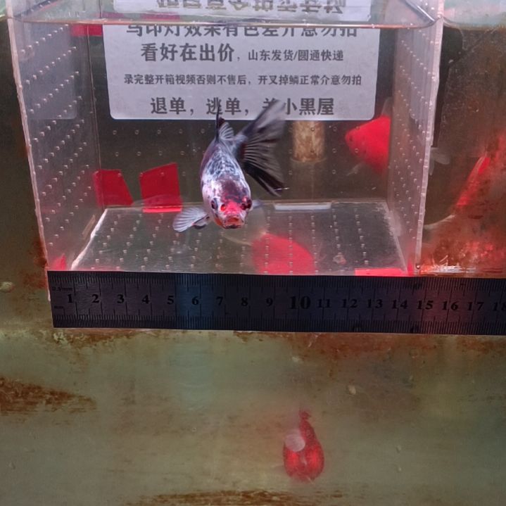 海水鱼341号三色短尾草金