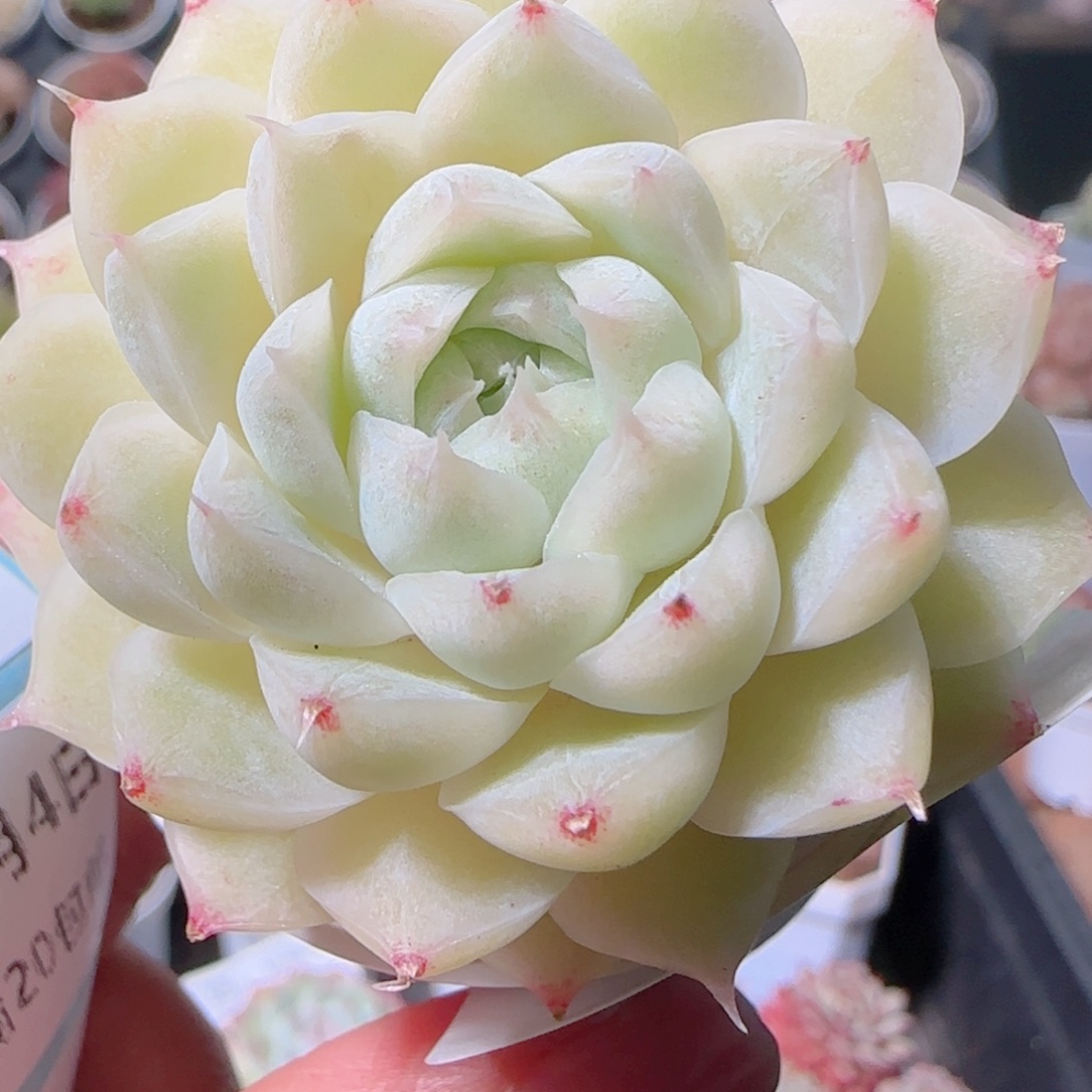 花语多肉1203-34麦秆