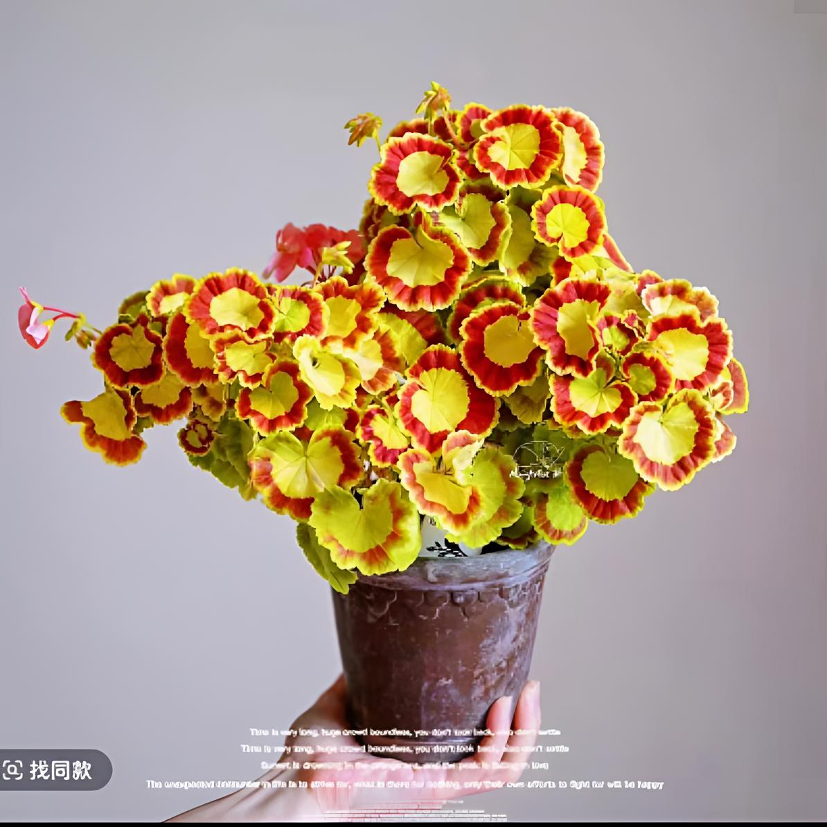 【奎尔特夫人】彩叶品种直立天竺葵 花纹叶品种 （无花苞 包对版）