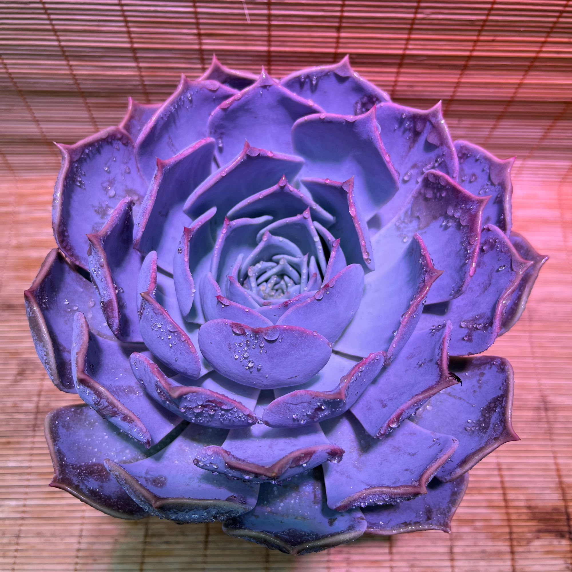 单头露西娜  买一送一