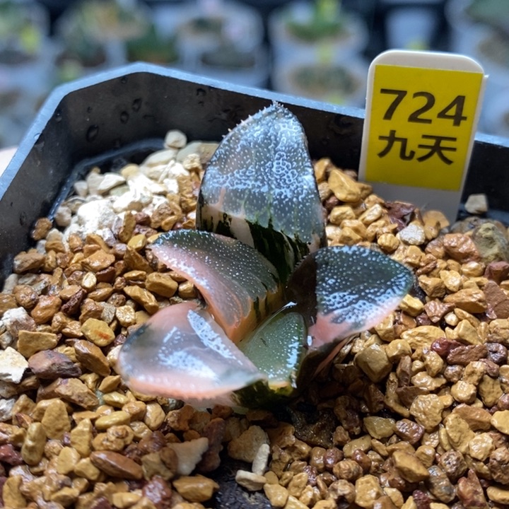 724号克锦多肉植物带盆