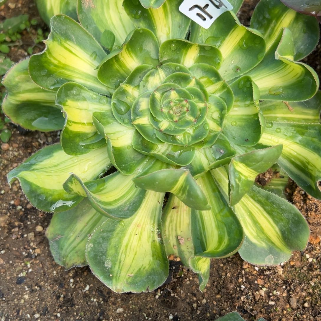 159暴君多肉植物紫