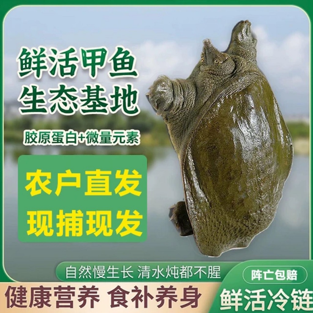 【青黑背】（5只装）6-5斤鲜活甲鱼 甲鱼 京东 顺丰包邮