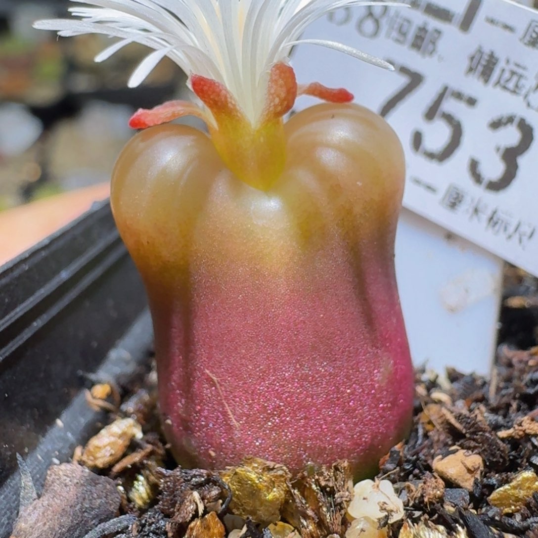 Ssss精品生石花753