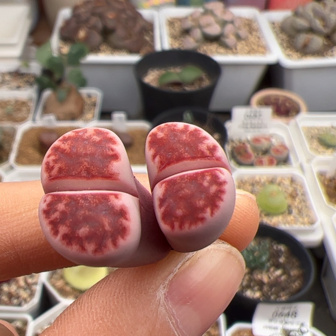 凌***霄0734号 福利 多肉植物