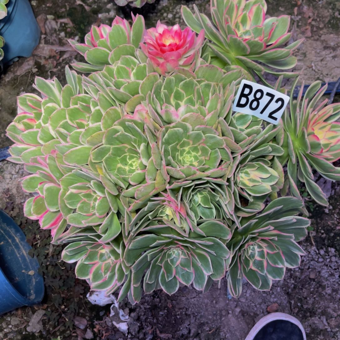 海燕法师26—-13包邮