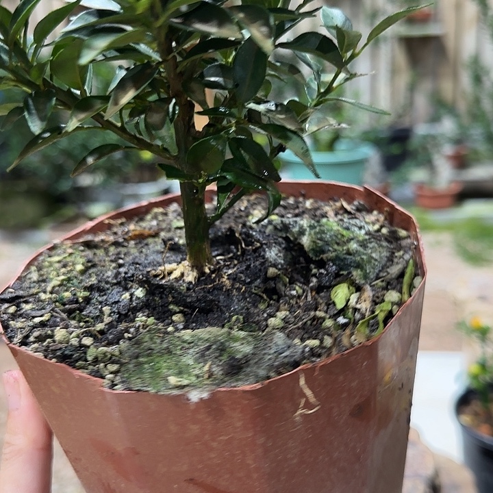 花***约直播间八房柑一物一拍