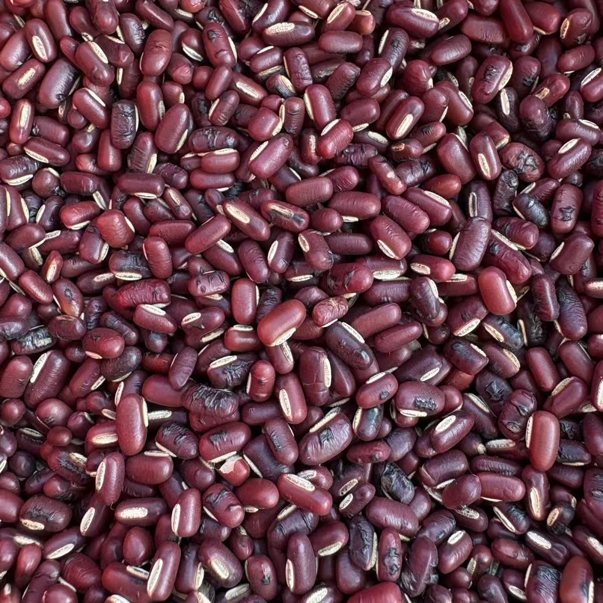 【赤小豆】东北赤小豆P-023