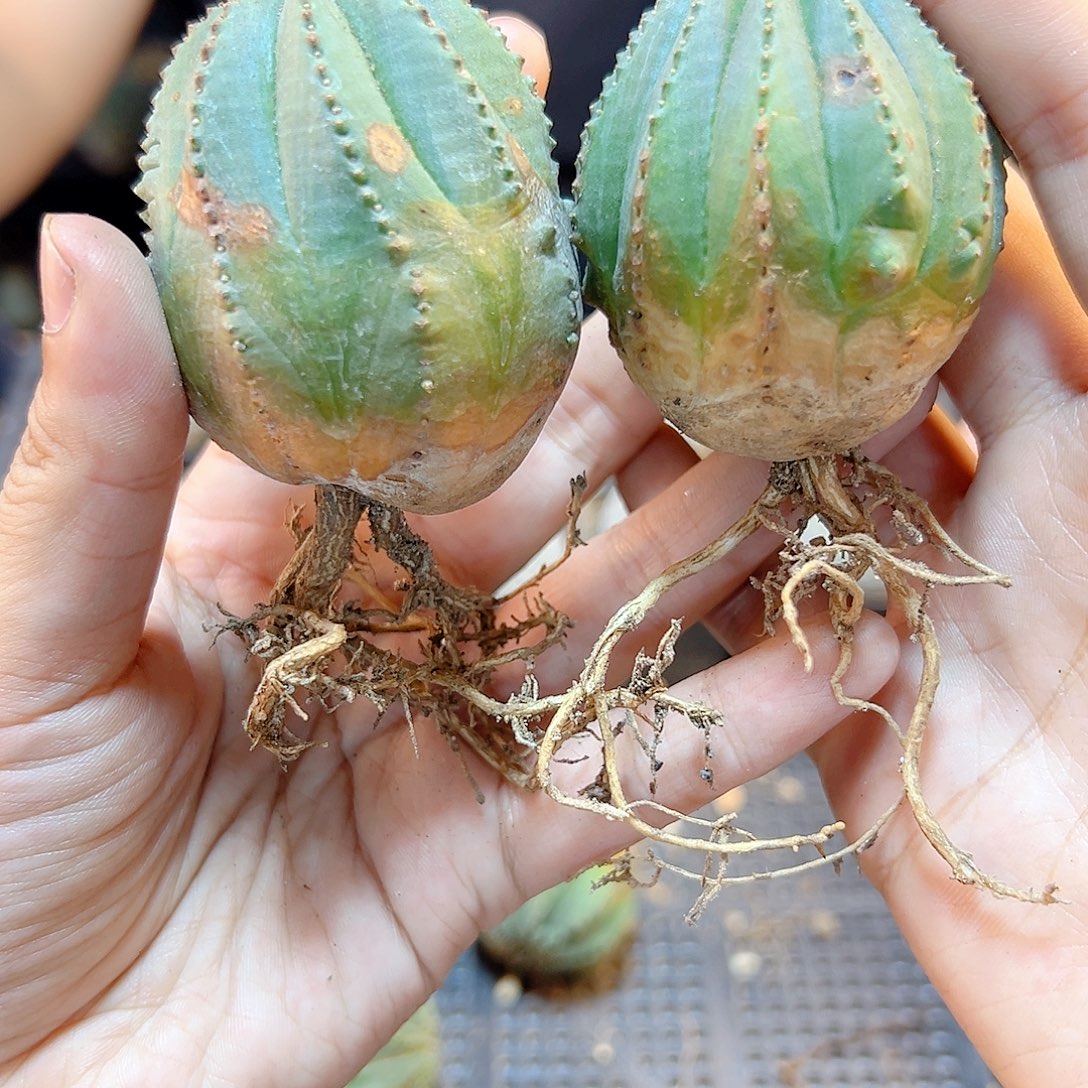 好根泰布4.2公分小老皮1颗