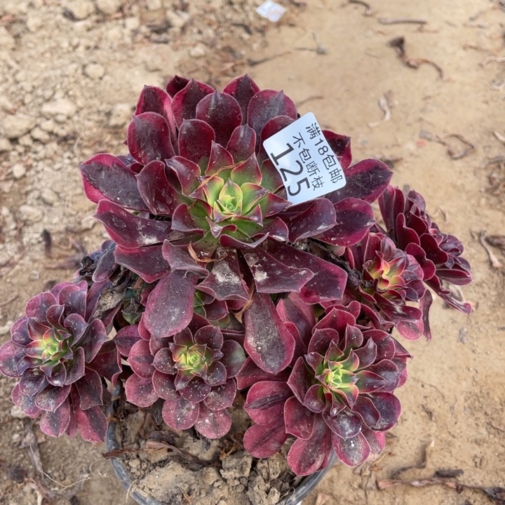 125美杜莎大手陪桩不太直1