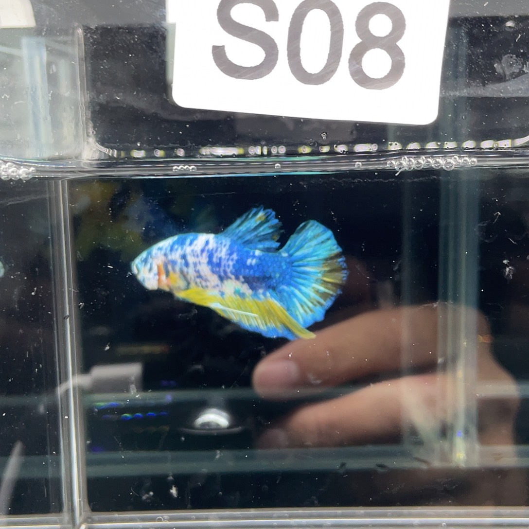 斗鱼11.24晚08号大理石青花将军公08