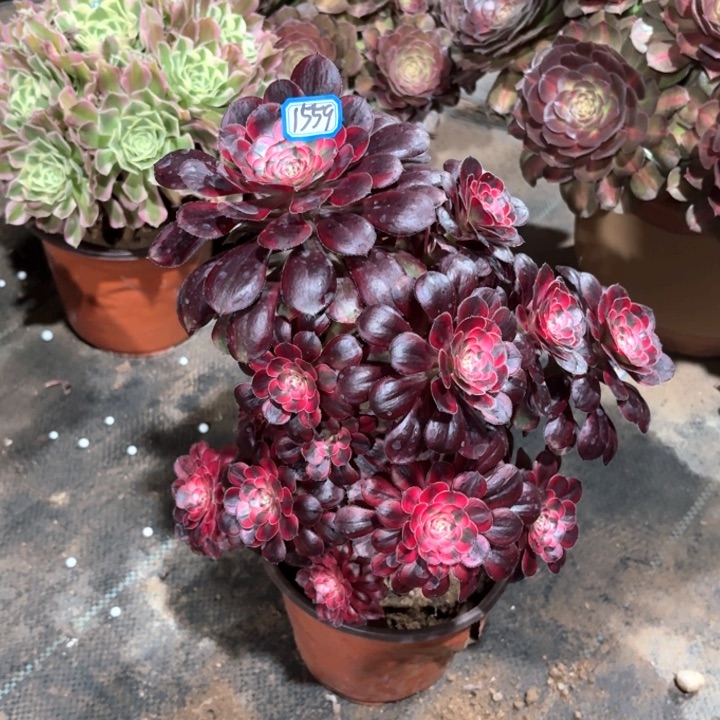 美杜莎法师多肉1559