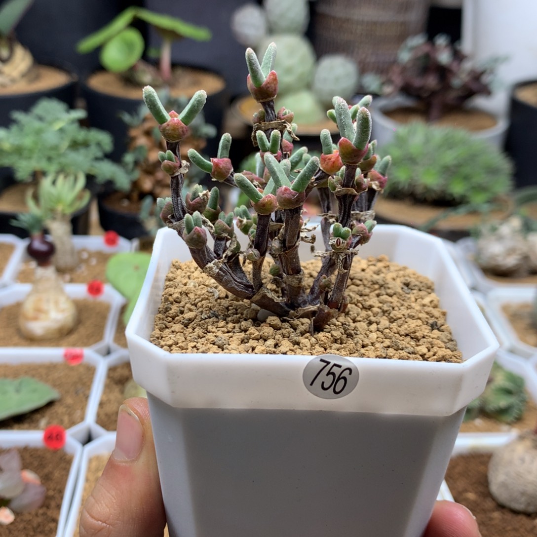 枝干兔子脱土多肉756