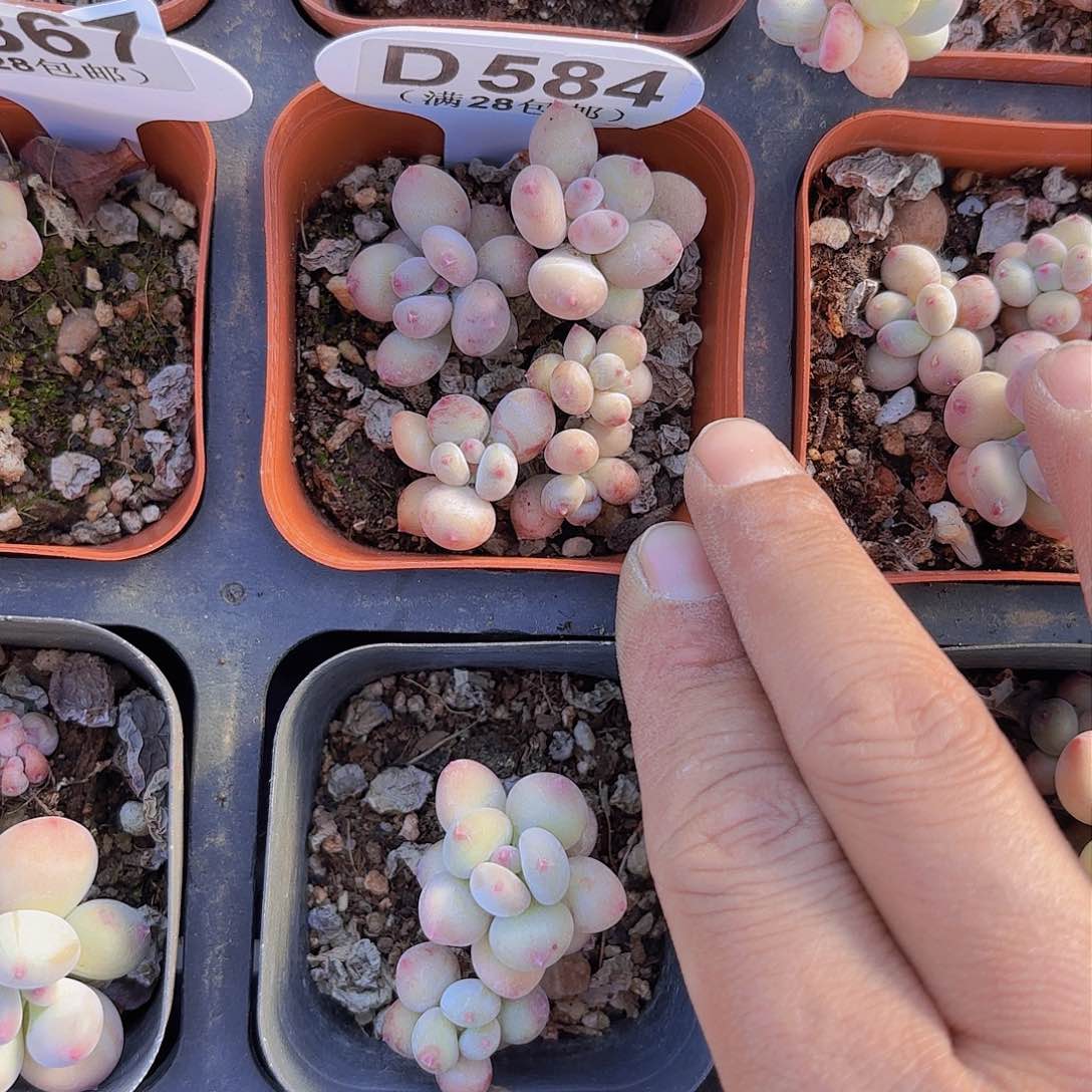 D854萤火虫一物一拍