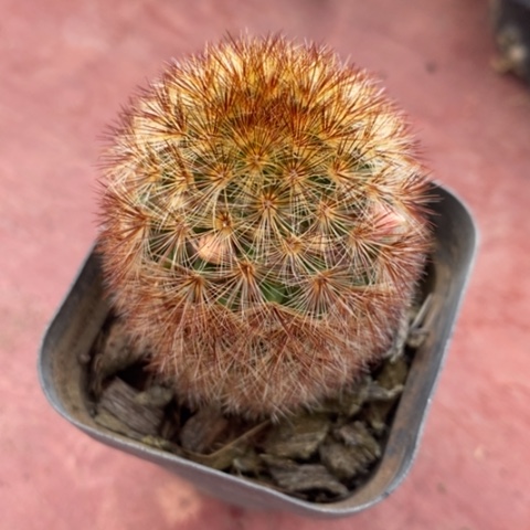 红刺嘉文丸4仙人球