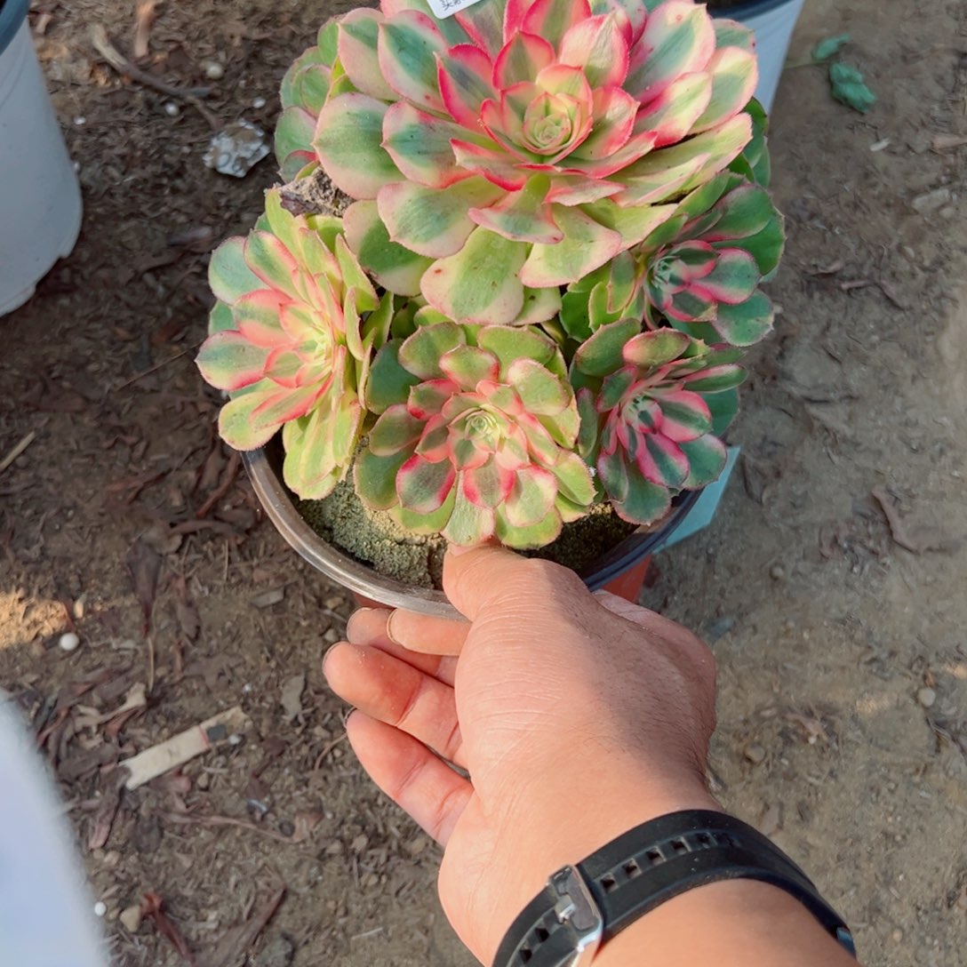 022荔枝多肉植物法师多肉