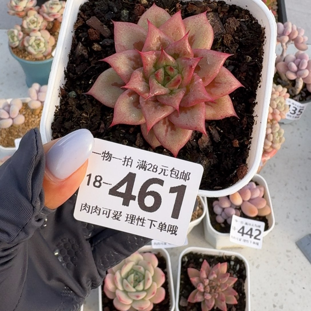 林肯无盆土发货无