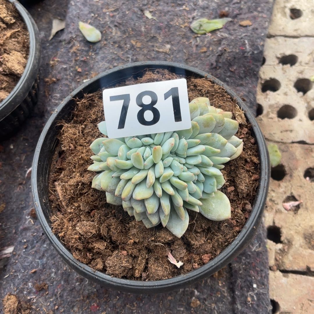 穆***g781号18888889998