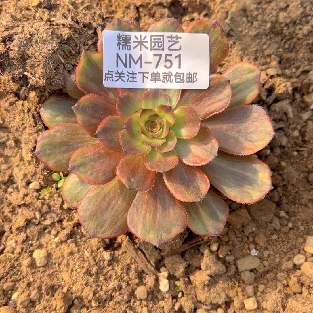 半夏多肉植物751