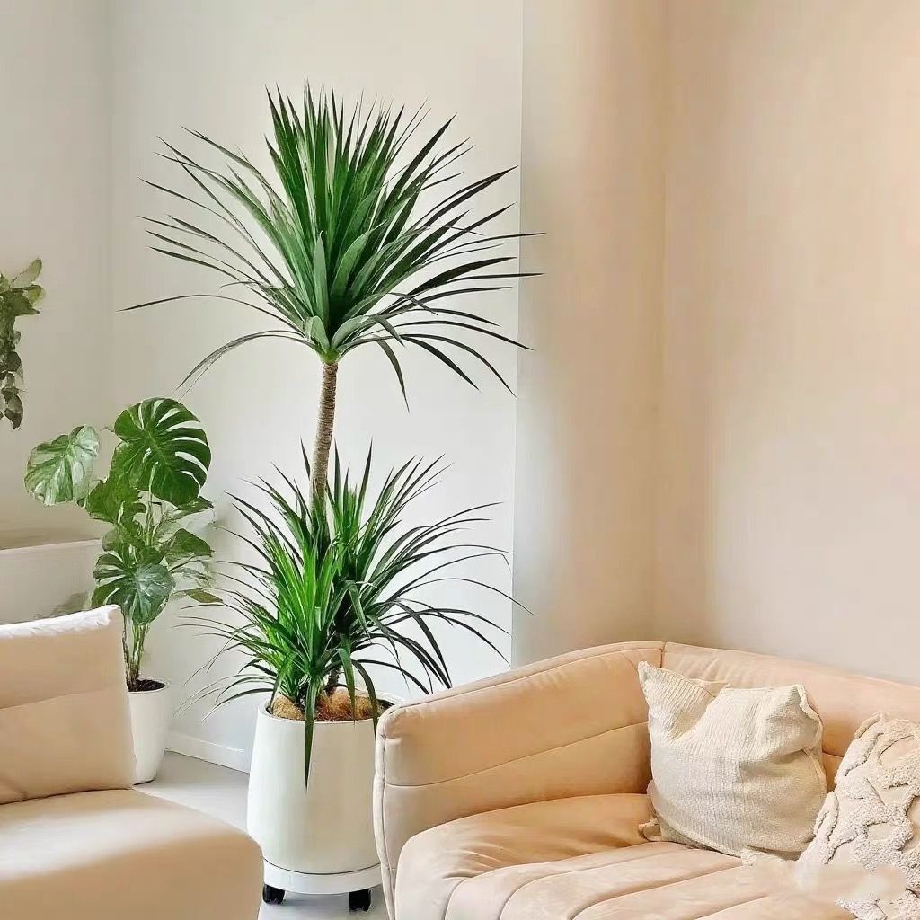 龙血树客厅绿植龙须树龙铁树客厅绿植室内大型高级感植物造型盆栽