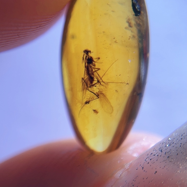 琥珀裸石未镶嵌，