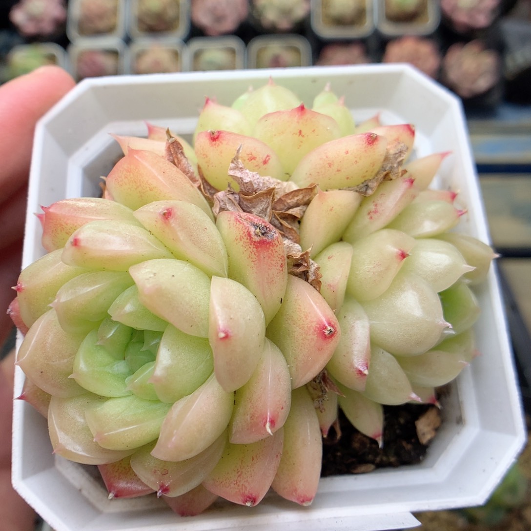 G121 ，20包邮两天凑单