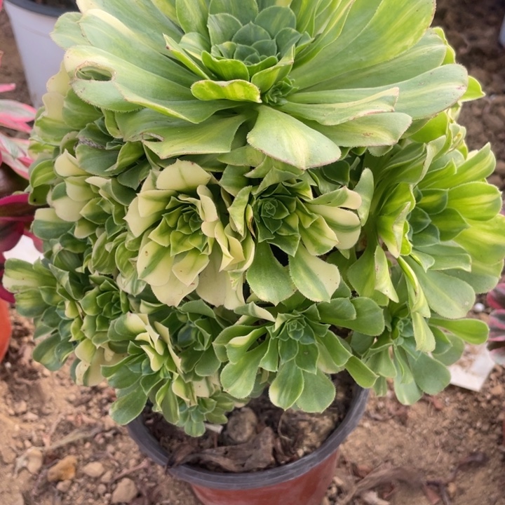 无花朵024对肉植物七彩琉璃