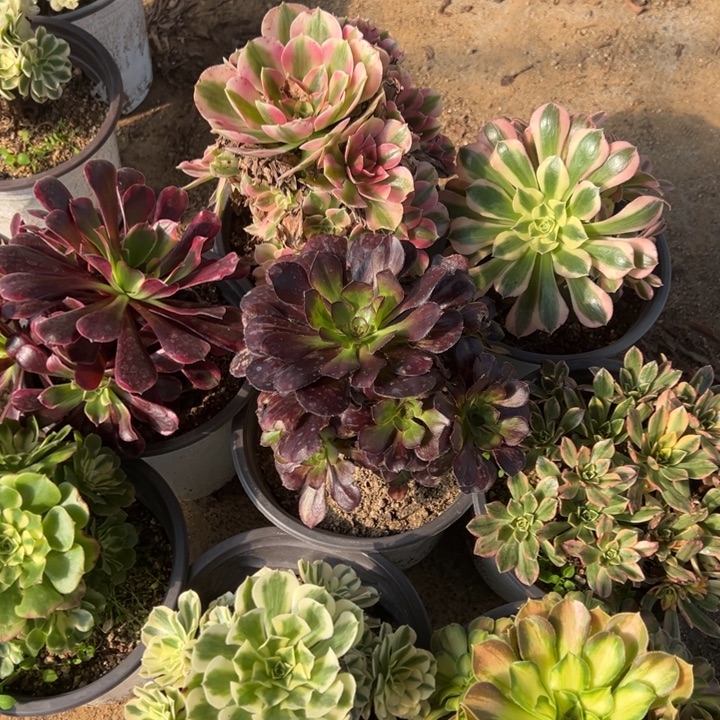 八颗不同品种组合多肉植物量