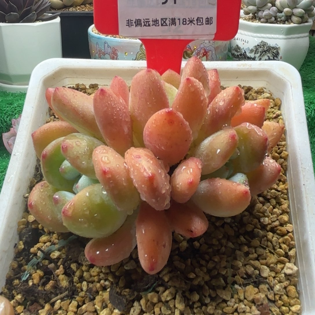 解忧多肉植物编号91