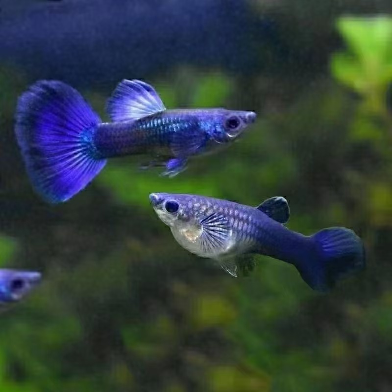 【淡水孔雀鱼】蓝礼服孔雀鱼好养皮实小型热带观赏鱼大尺寸大尾巴