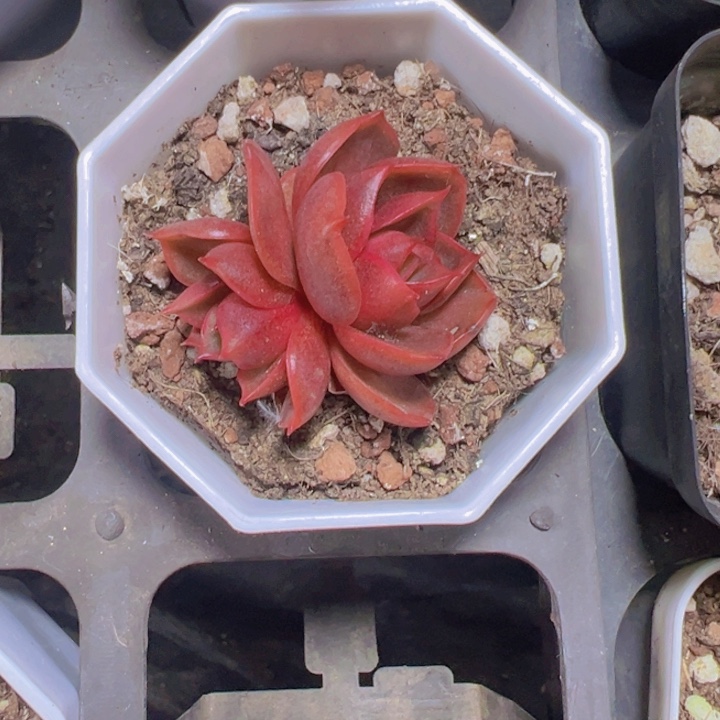 红灯精品多肉植物大战