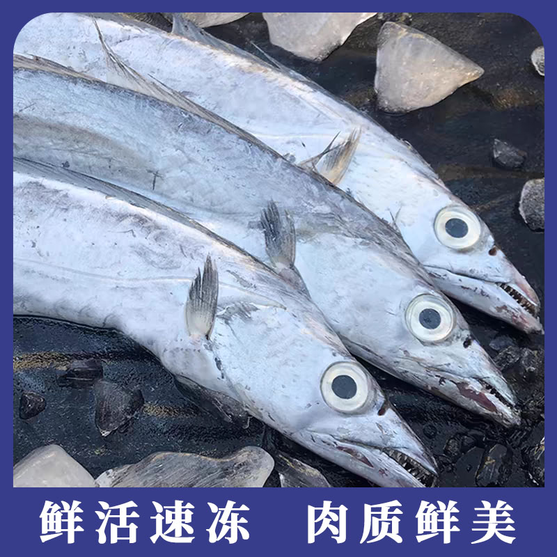 h正宗舟山小眼睛带鱼 肉质鲜嫩  东海整条带鱼 可清蒸10