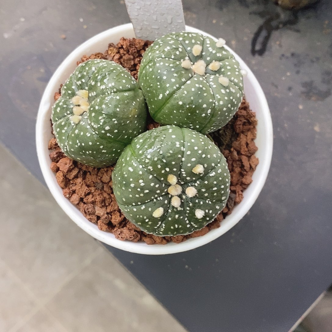 李***住一物一拍一棵仙人球