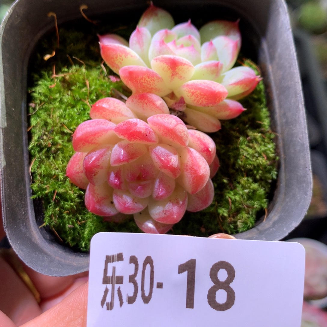 乐然30-18 新品双头 