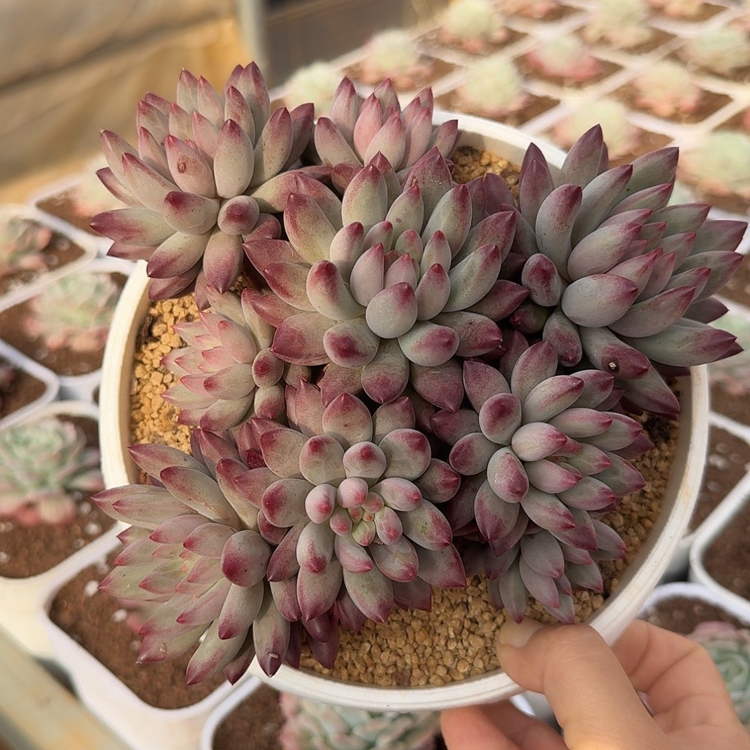 虞美人整无砍群生多肉