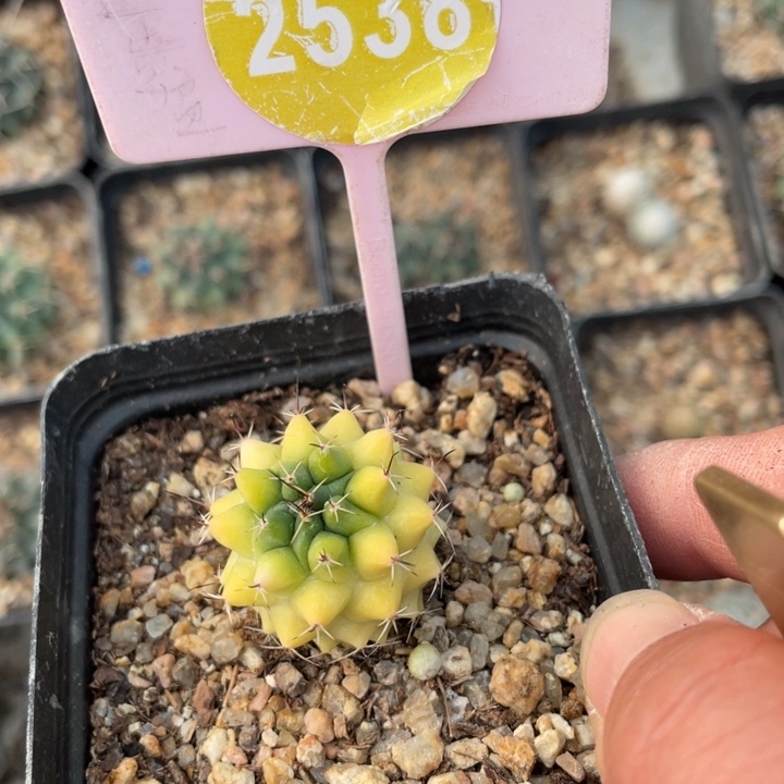 波***糖实生253800000000